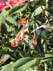 Hylephila phyleus