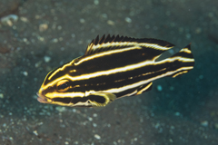 Twostripe Sweetlips photo 2