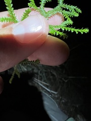 Selaginella denticulata