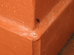 Odontomachus haematodus