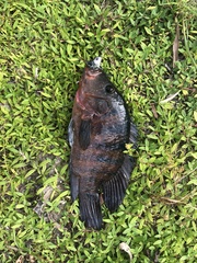 Mayaheros urophthalmus