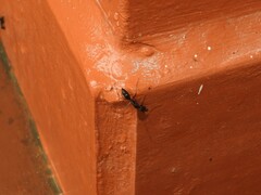 Odontomachus haematodus