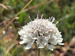 Scabiosa
