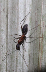 Camponotus lespesii