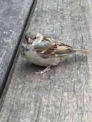Passer domesticus