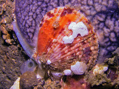 Pectinidae