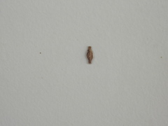 Phereoeca