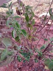 Mesosphaerum suaveolens