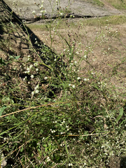 Parthenium hysterophorus