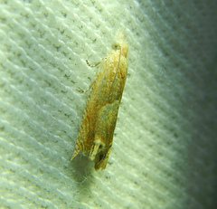 Eucosma conterminana