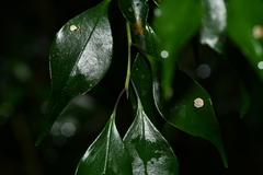 Symplocos shilanensis