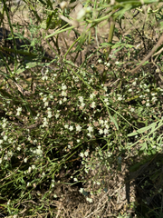 Parthenium hysterophorus