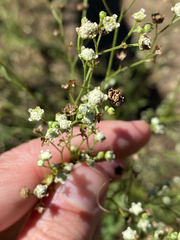 Parthenium hysterophorus