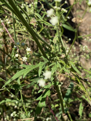 Parthenium hysterophorus