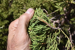 Juniperus grandis