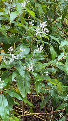Persicaria chinensis