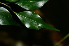 Symplocos shilanensis