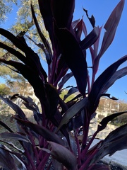 Celosia spicata