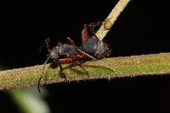 Camponotus rufipes