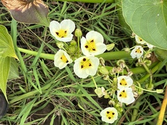 Sagittaria montevidensis
