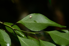 Symplocos shilanensis