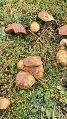 Suillus americanus
