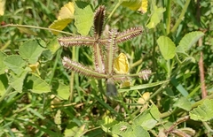Dactyloctenium aegyptium