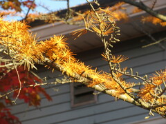 Pseudolarix amabilis