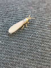 Kalotermes flavicollis