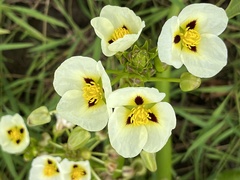 Sagittaria montevidensis