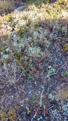 Alectoria ochroleuca