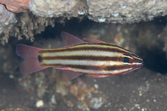 Ostorhinchus angustatus