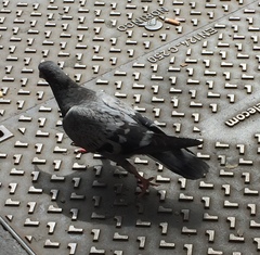 Columba livia domestica