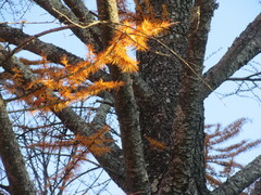 Pseudolarix amabilis