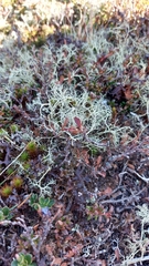 Alectoria ochroleuca