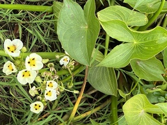 Sagittaria montevidensis