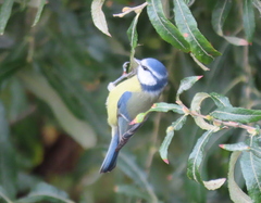 Cyanistes caeruleus