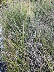 Cyperus entrerianus