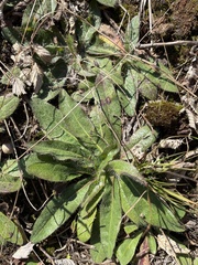 Pilosella officinarum