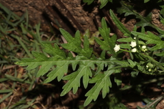 Parthenium hysterophorus