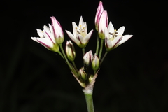 Nothoscordum gracile