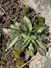 Pilosella officinarum