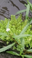 Gymnocoronis spilanthoides