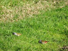 Coccopygia melanotis