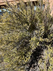 Ribes leptanthum