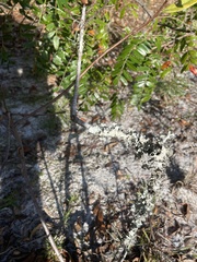 Parmotrema perforatum