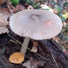 Pluteus salicinus