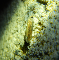 Eucosma conterminana