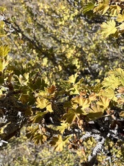 Ribes leptanthum