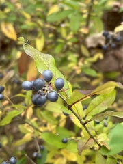 Ligustrum ovalifolium